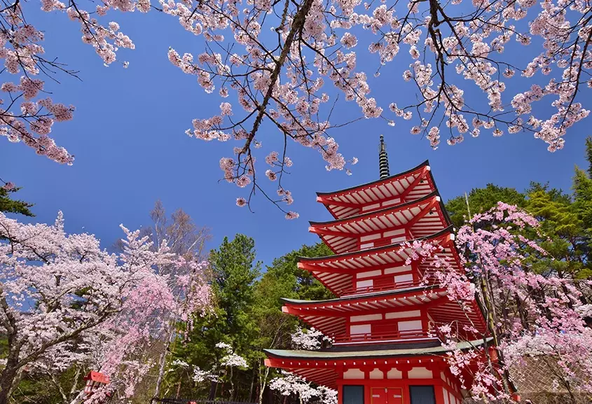 best cherry blossom spots