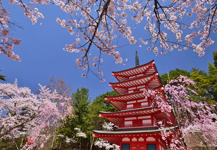 Japan sakura forecast