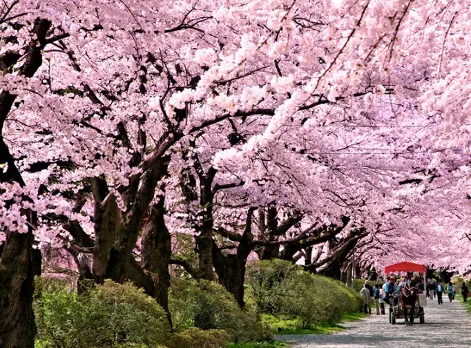 best cherry blossom spots Japan