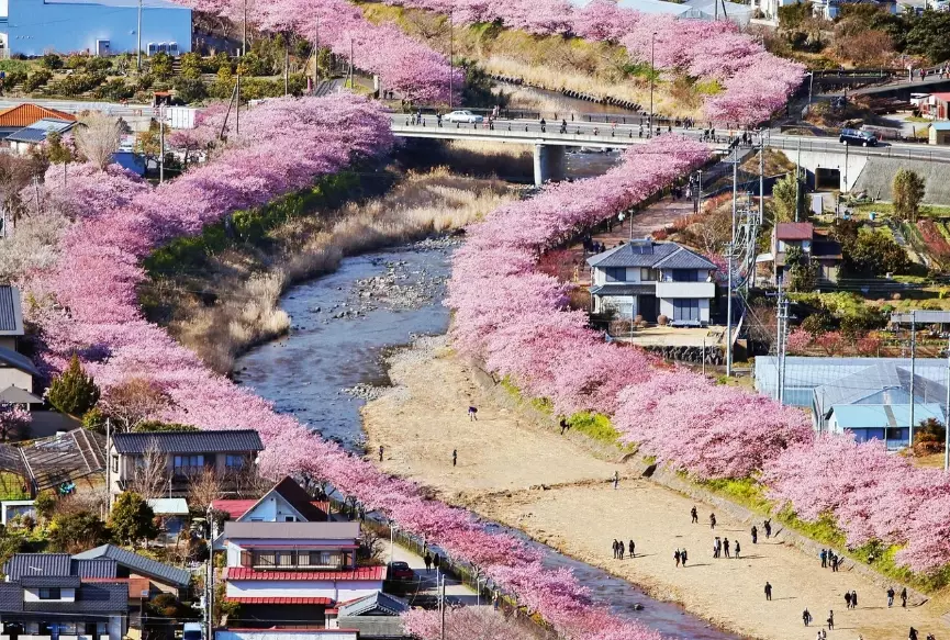 best places to see cherry blossoms best places to see cherry blossoms