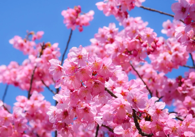 best time to see cherry blossoms in Japan