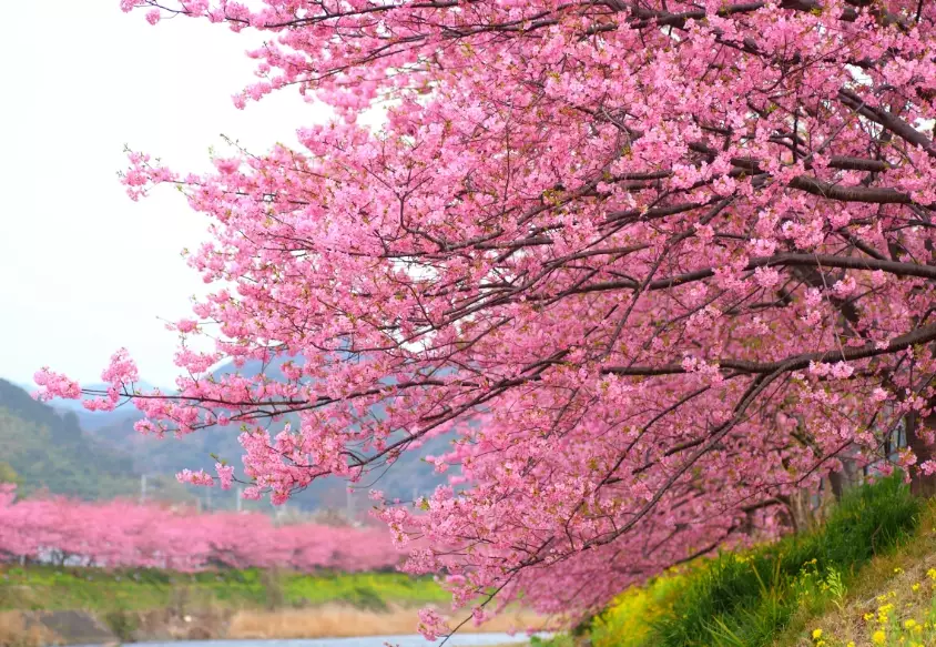 cherry blossom season dates