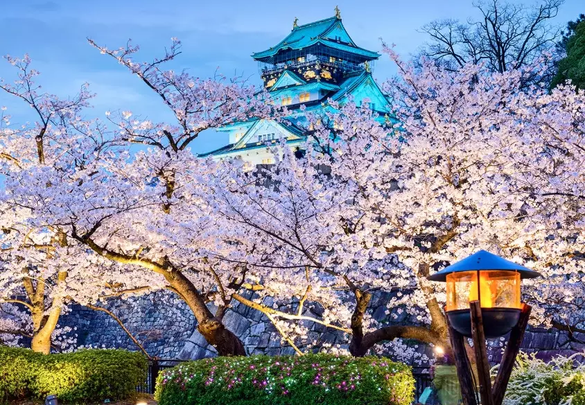 cherry blossom season dates