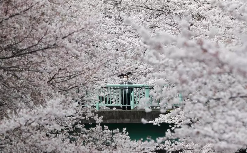 top sakura spots top sakura spots