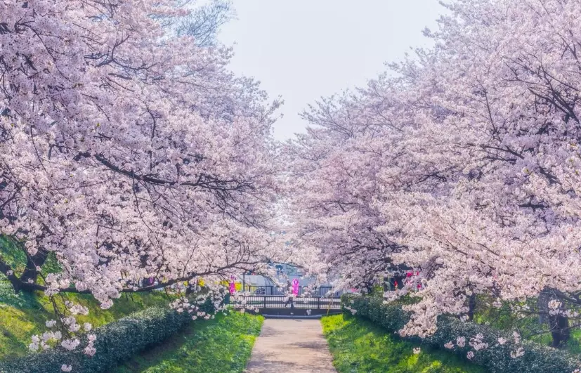 cherry blossom destinations cherry blossom destinations