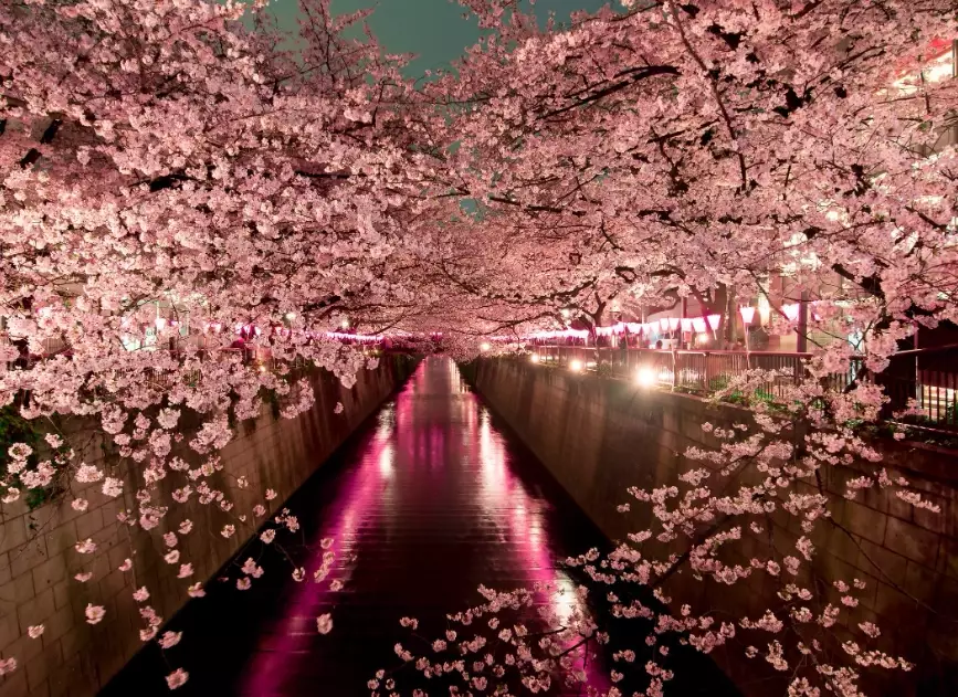 cherry blossom season dates