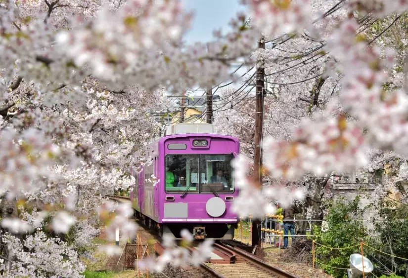 best places to see cherry blossoms best places to see cherry blossoms