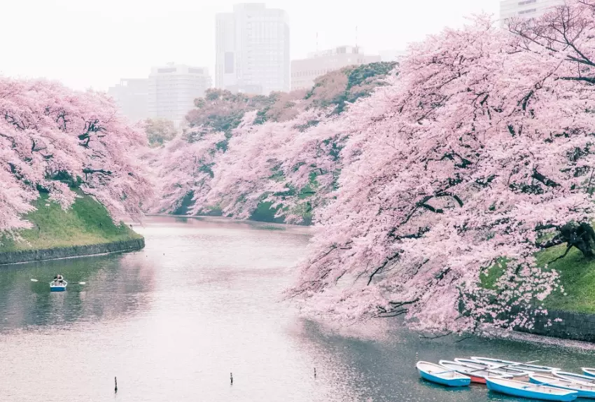 top sakura spots top sakura spots