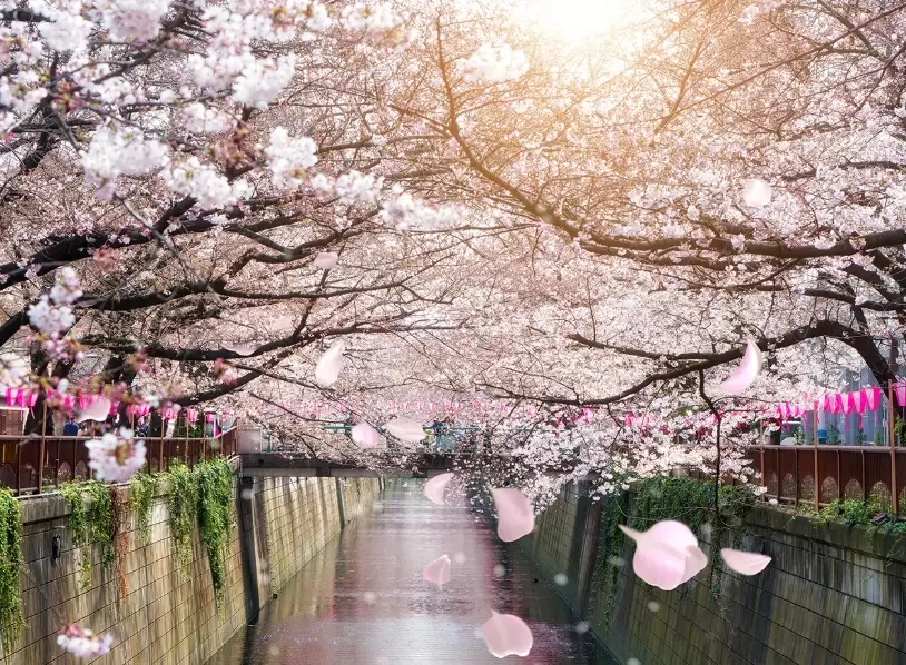 best time to see cherry blossoms in Japan