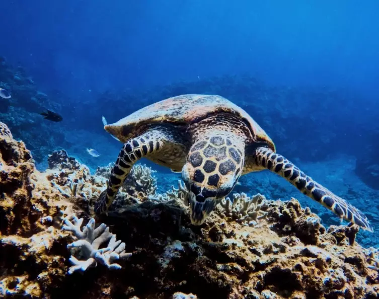 best dive sites Japan best dive sites Japan