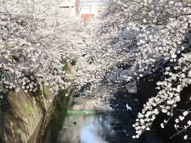 microseasons of Japan microseasons of Japan