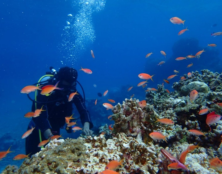 scuba diving Japan scuba diving Japan