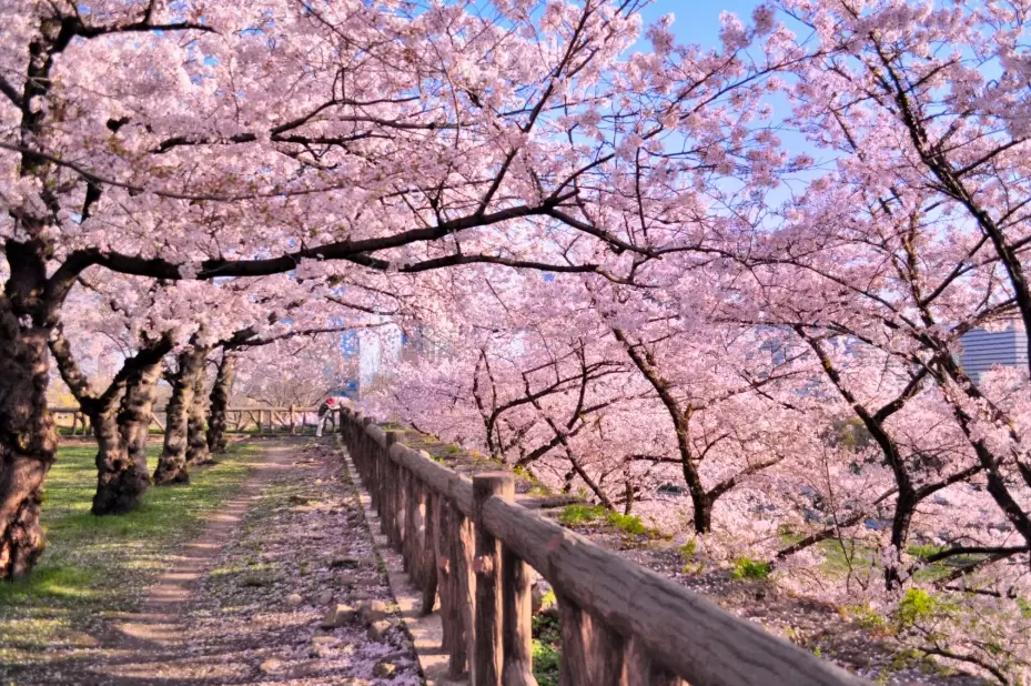 Japan cherry blossom forecast Japan cherry blossom forecast