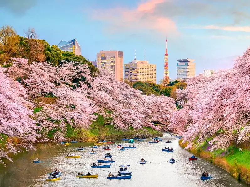 Japan cherry blossom forecast Japan cherry blossom forecast