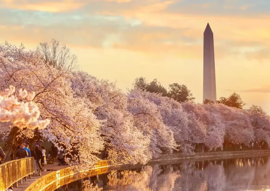 cherry blossom viewing locations