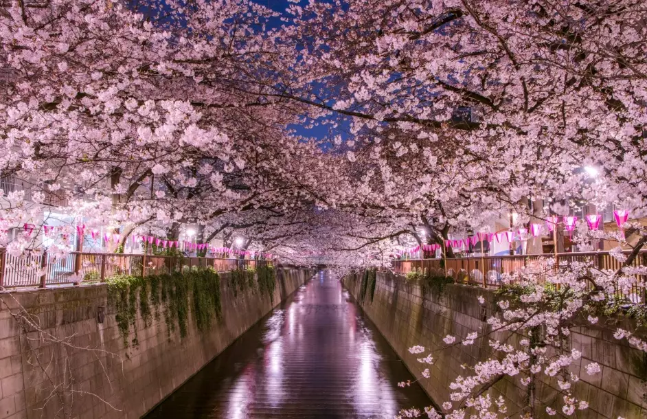 best places to see cherry blossoms