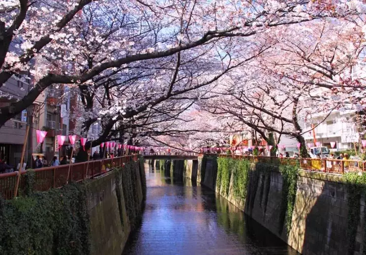 hanami season Japan hanami season Japan