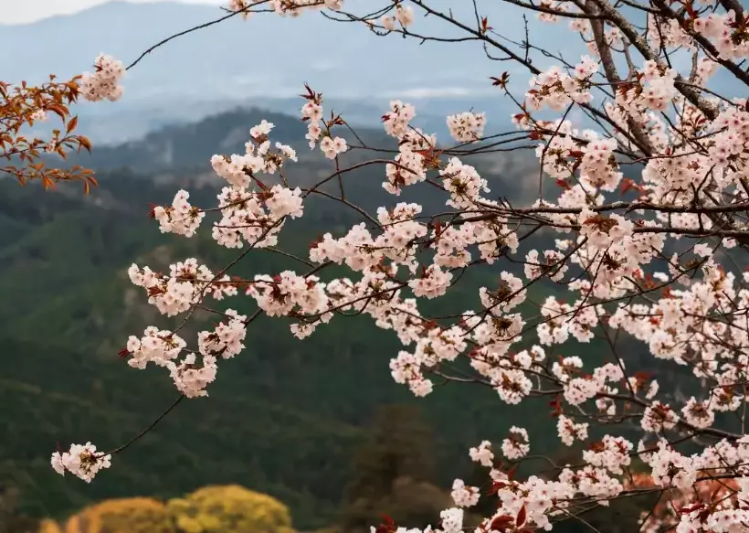 Tokyo Kyoto kids itinerary Tokyo Kyoto kids itinerary