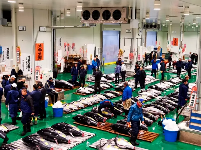 Toyosu sushi Toyosu sushi