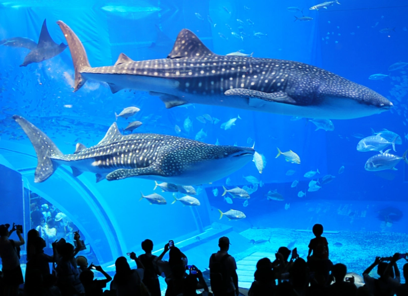 Tokyo Disneyland vacation package