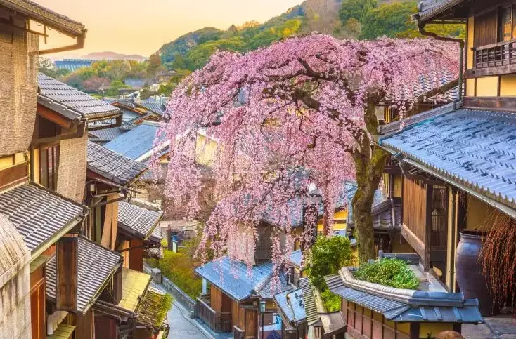 japan cultural immersion