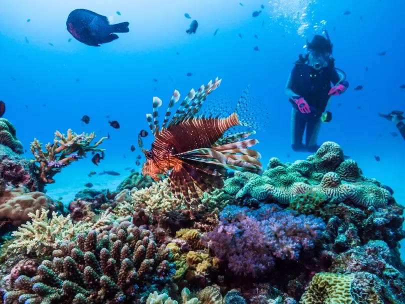 Okinawa diving