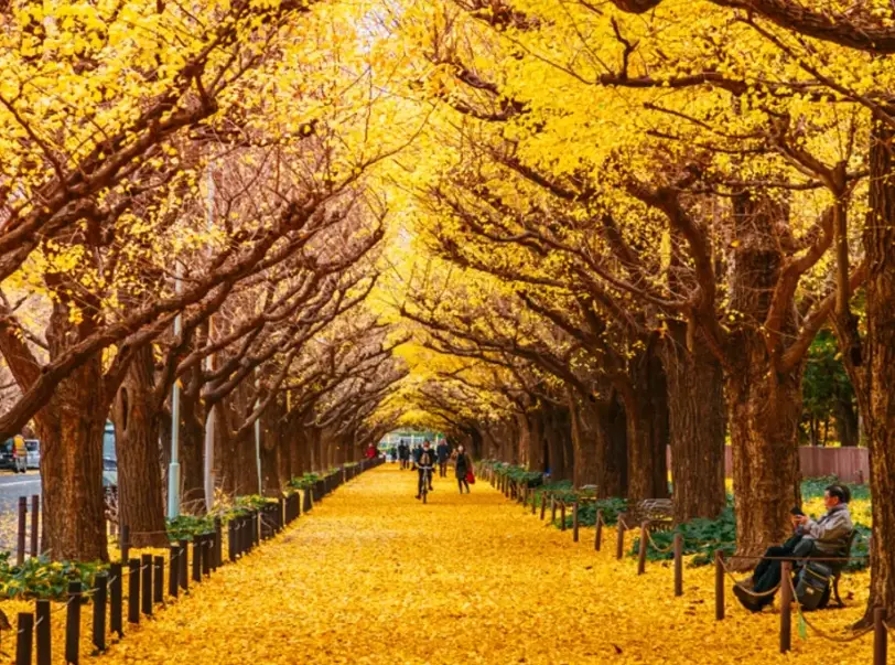 10 day Japan itinerary